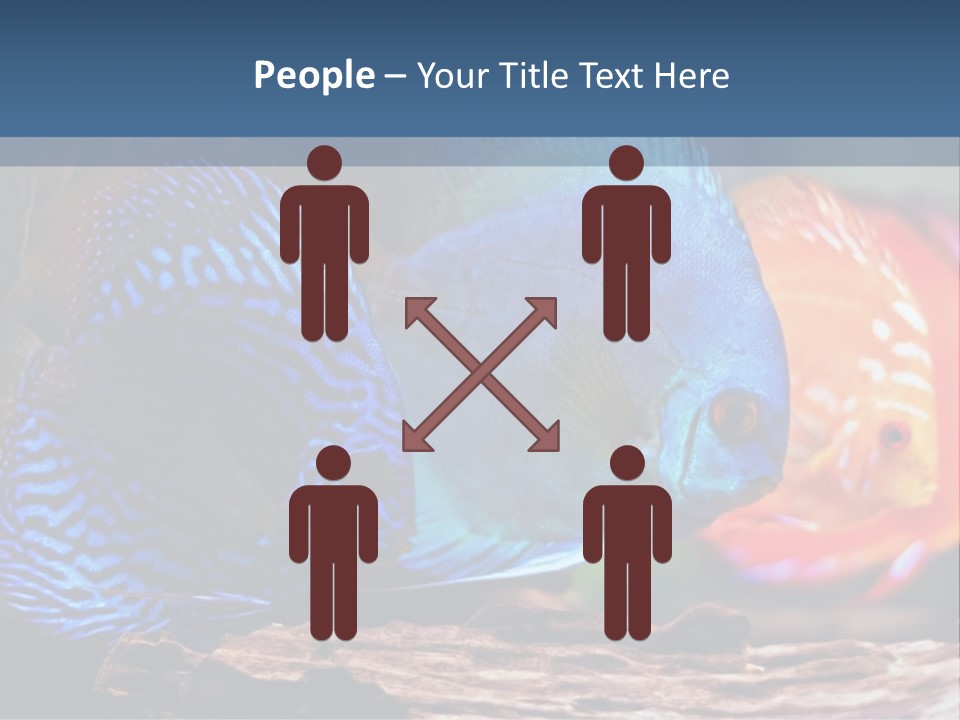 Colorful Fish From The Spieces Symphysodon Discus PowerPoint Template