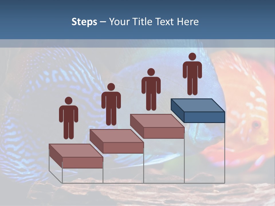 Colorful Fish From The Spieces Symphysodon Discus PowerPoint Template