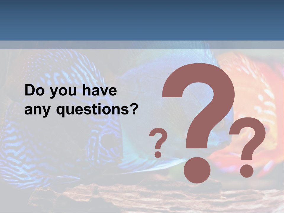 Colorful Fish From The Spieces Symphysodon Discus PowerPoint Template