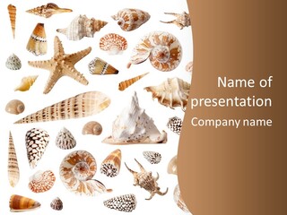 An Image Of Seashells On White Background PowerPoint Template