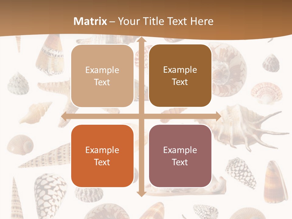 An Image Of Seashells On White Background PowerPoint Template