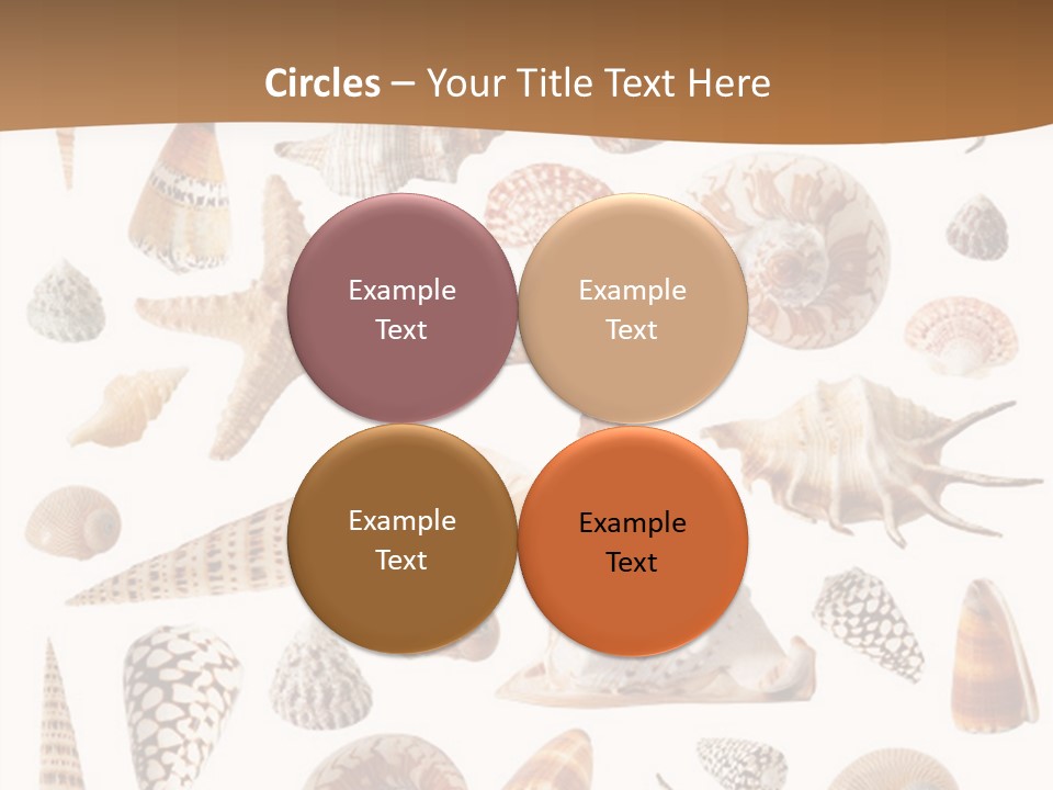 An Image Of Seashells On White Background PowerPoint Template