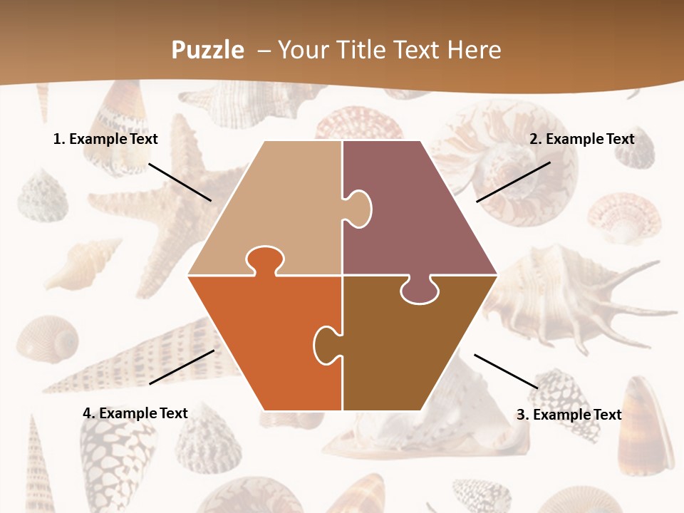 An Image Of Seashells On White Background PowerPoint Template