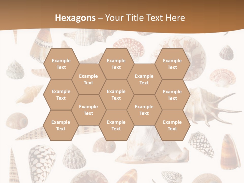 An Image Of Seashells On White Background PowerPoint Template