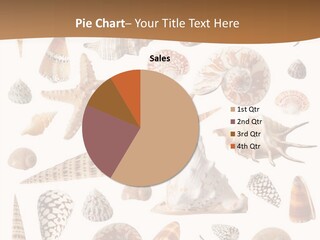 An Image Of Seashells On White Background PowerPoint Template