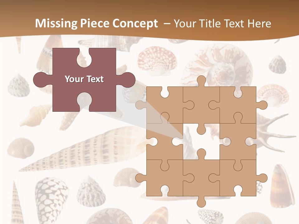 An Image Of Seashells On White Background PowerPoint Template