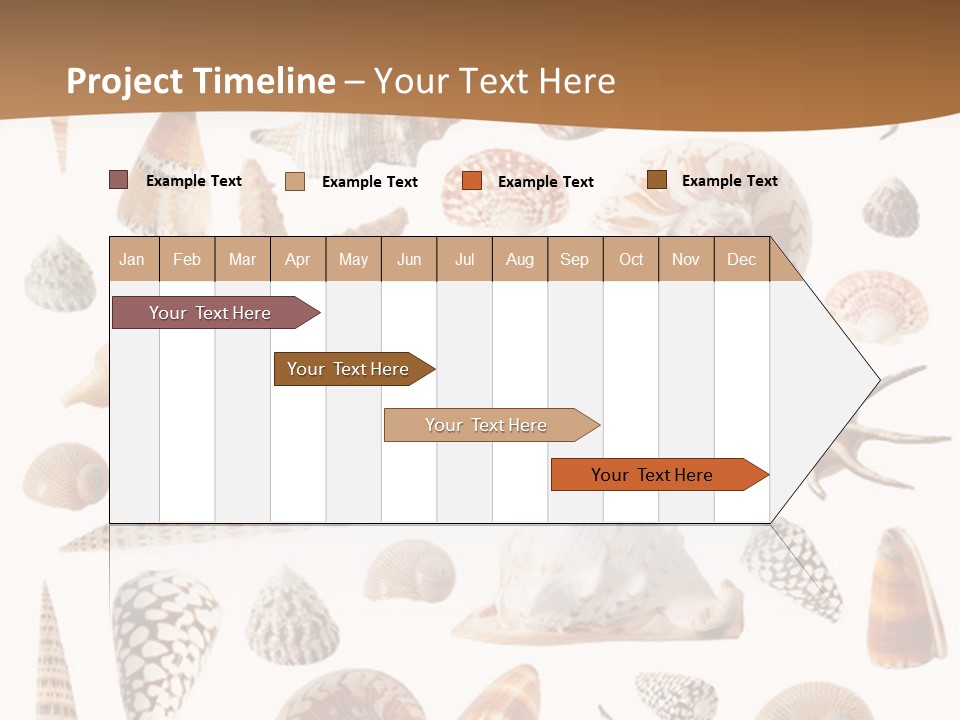 An Image Of Seashells On White Background PowerPoint Template