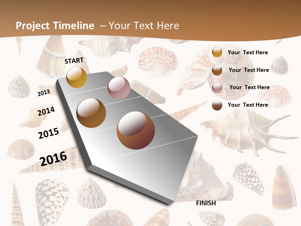 An Image Of Seashells On White Background PowerPoint Template