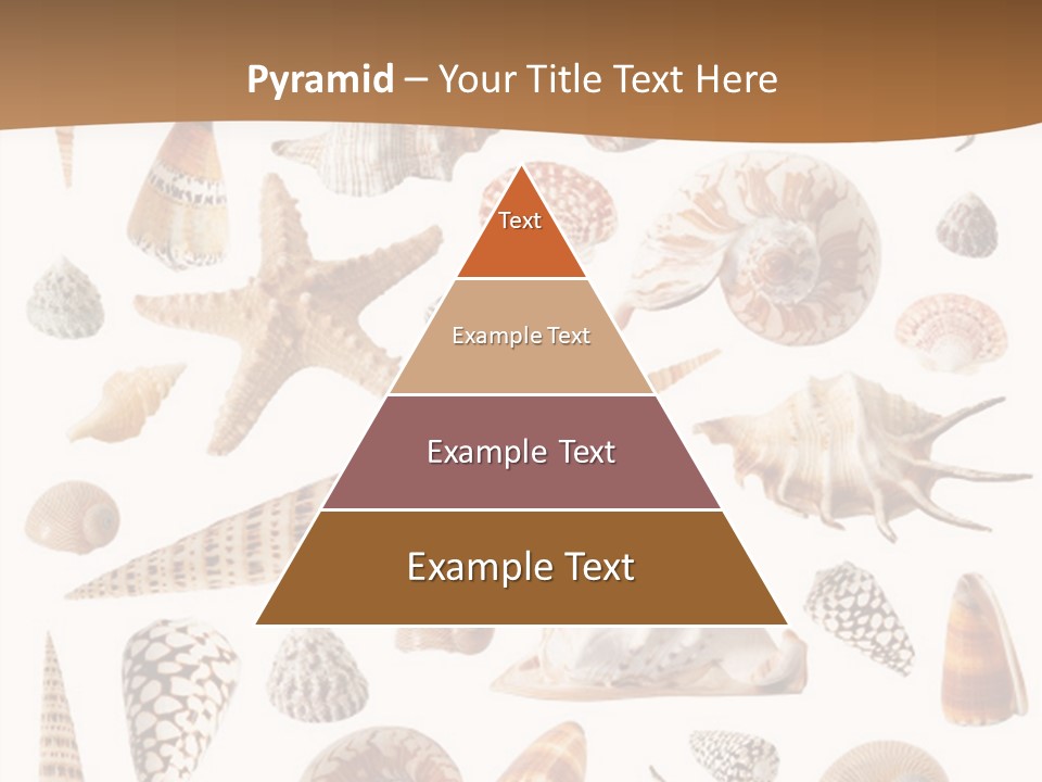 An Image Of Seashells On White Background PowerPoint Template