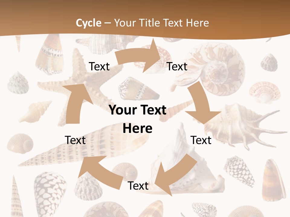 An Image Of Seashells On White Background PowerPoint Template
