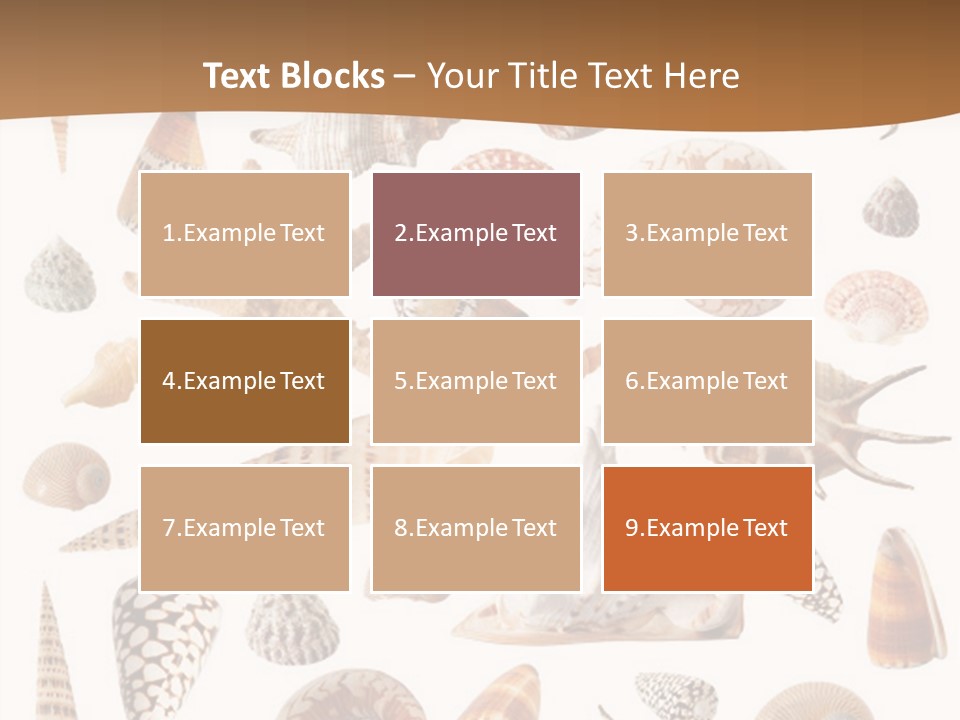 An Image Of Seashells On White Background PowerPoint Template