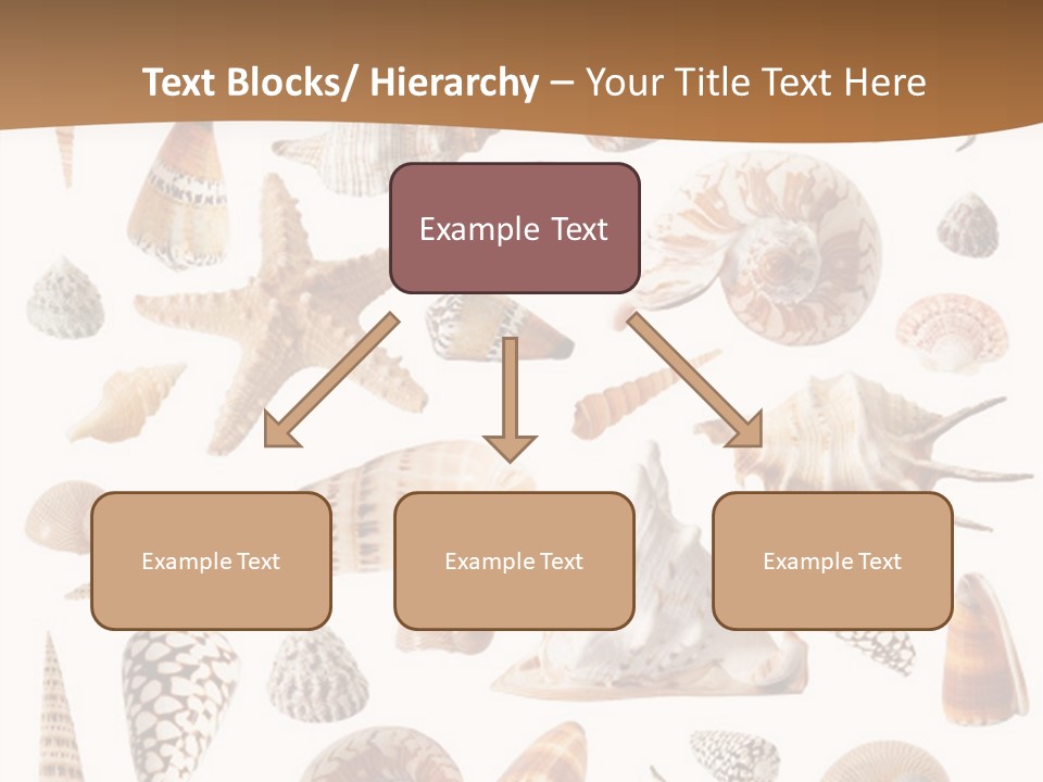 An Image Of Seashells On White Background PowerPoint Template