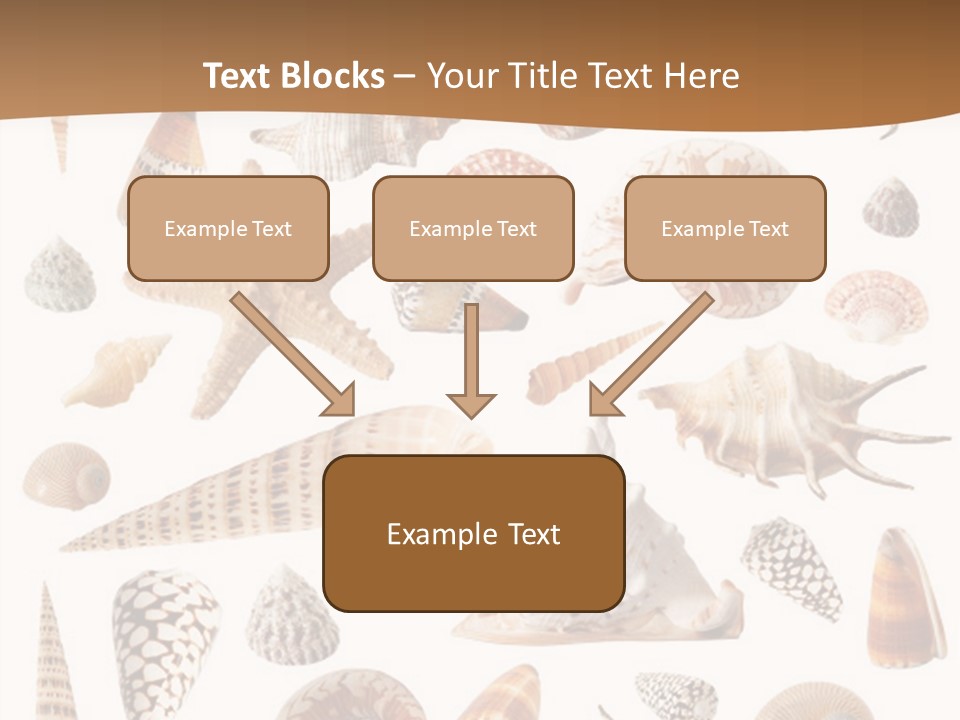 An Image Of Seashells On White Background PowerPoint Template