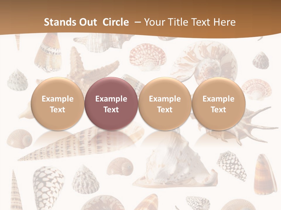 An Image Of Seashells On White Background PowerPoint Template