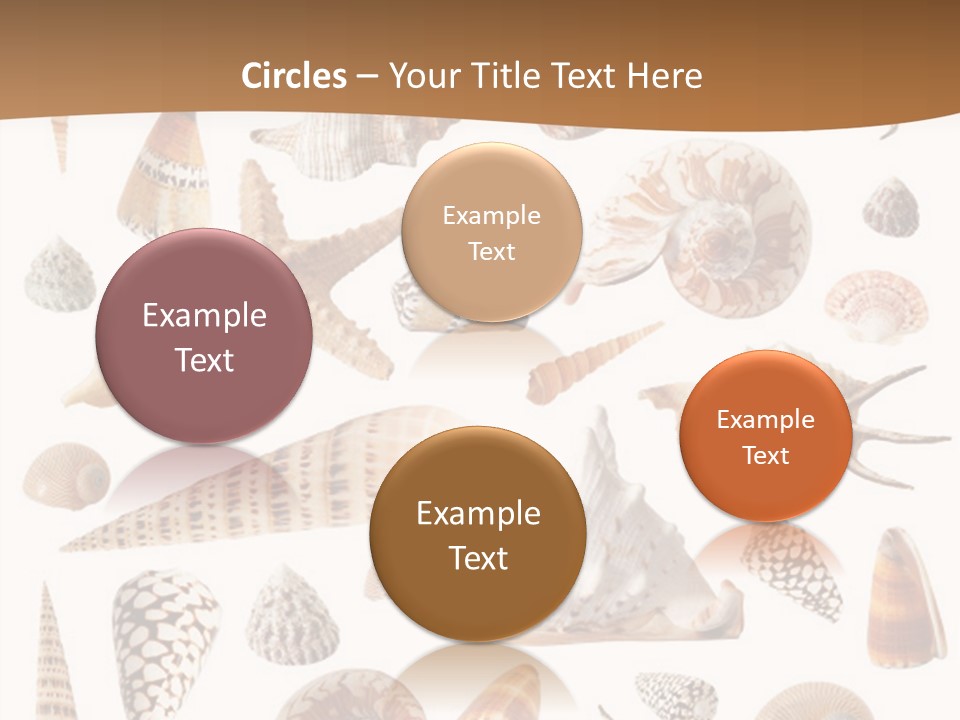 An Image Of Seashells On White Background PowerPoint Template