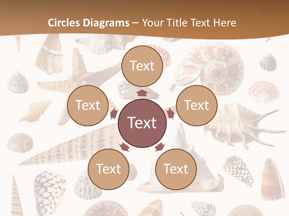 An Image Of Seashells On White Background PowerPoint Template