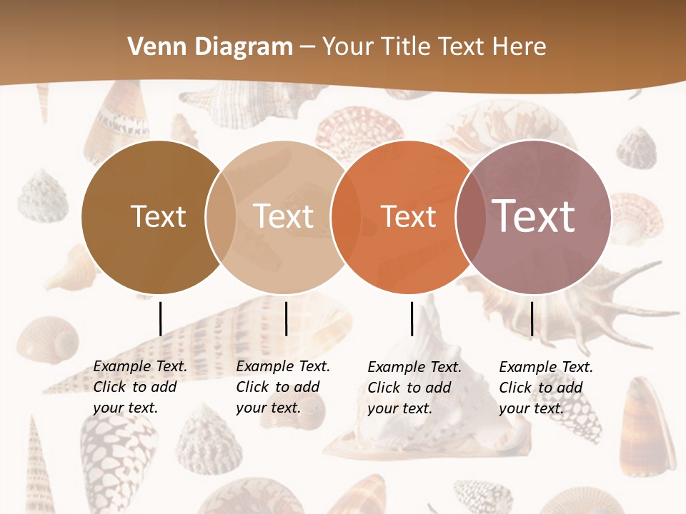 An Image Of Seashells On White Background PowerPoint Template