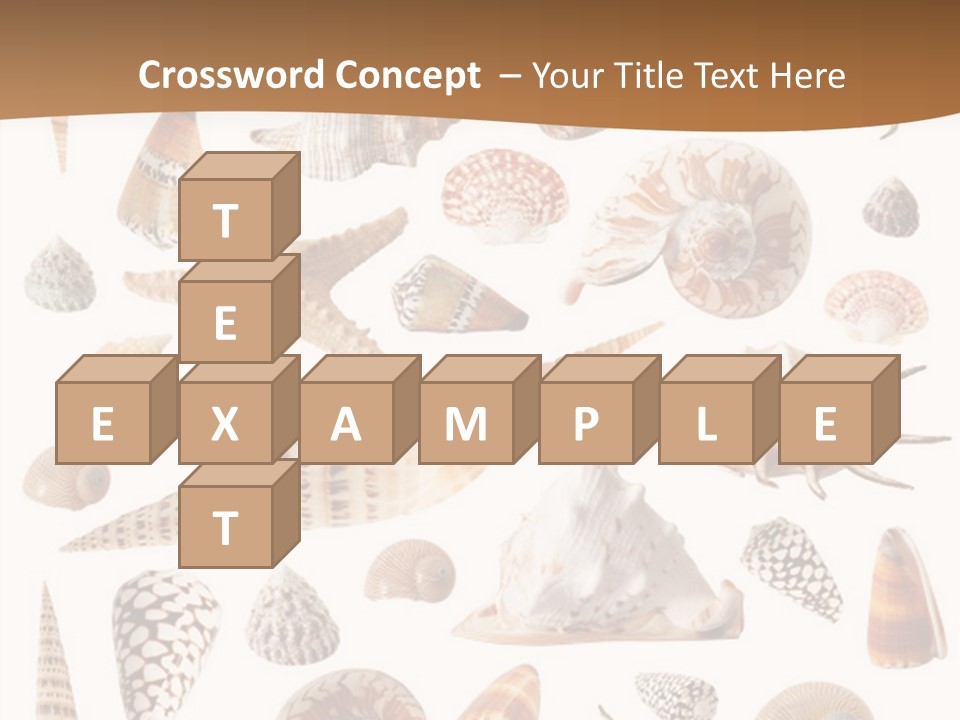 An Image Of Seashells On White Background PowerPoint Template