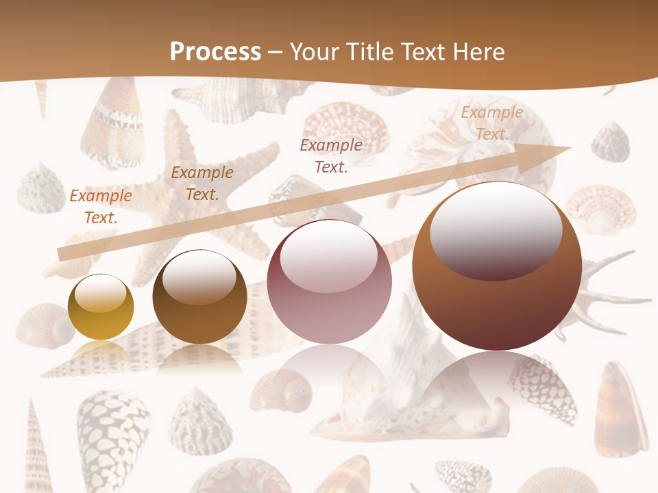 An Image Of Seashells On White Background PowerPoint Template