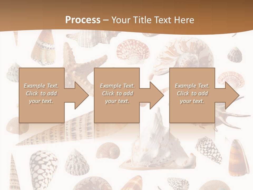 An Image Of Seashells On White Background PowerPoint Template