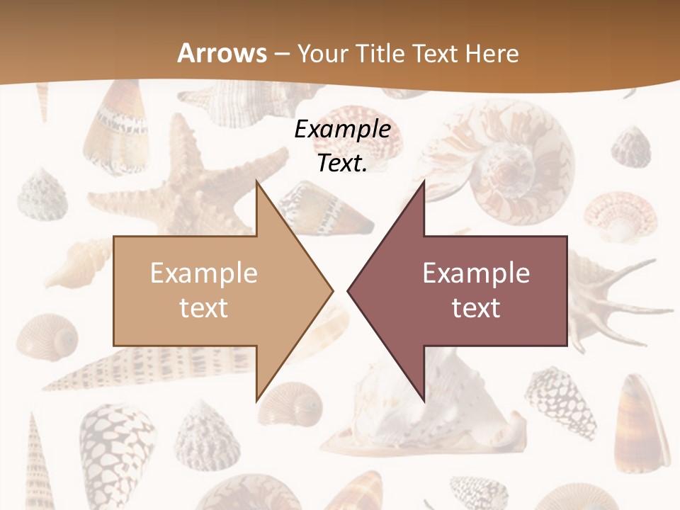 An Image Of Seashells On White Background PowerPoint Template