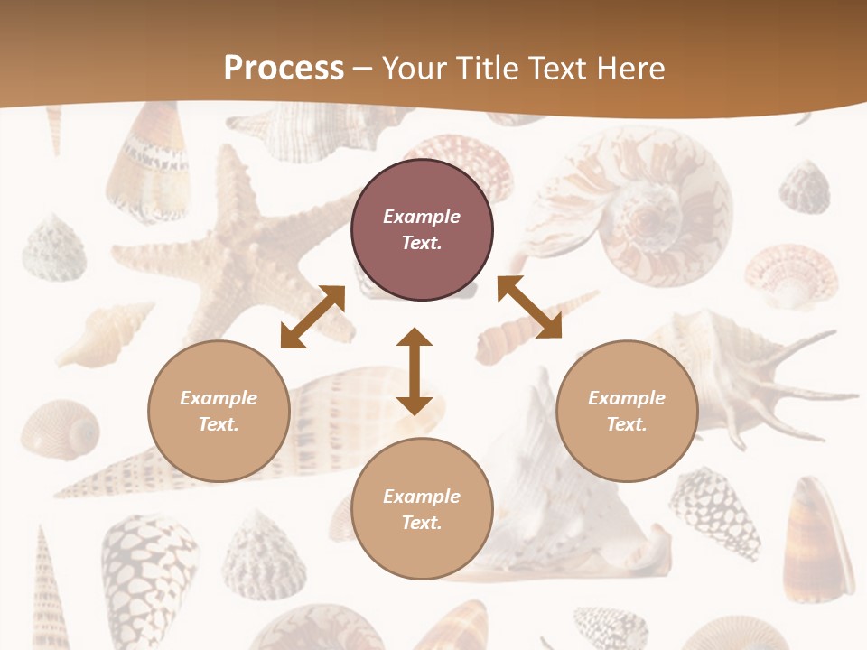 An Image Of Seashells On White Background PowerPoint Template