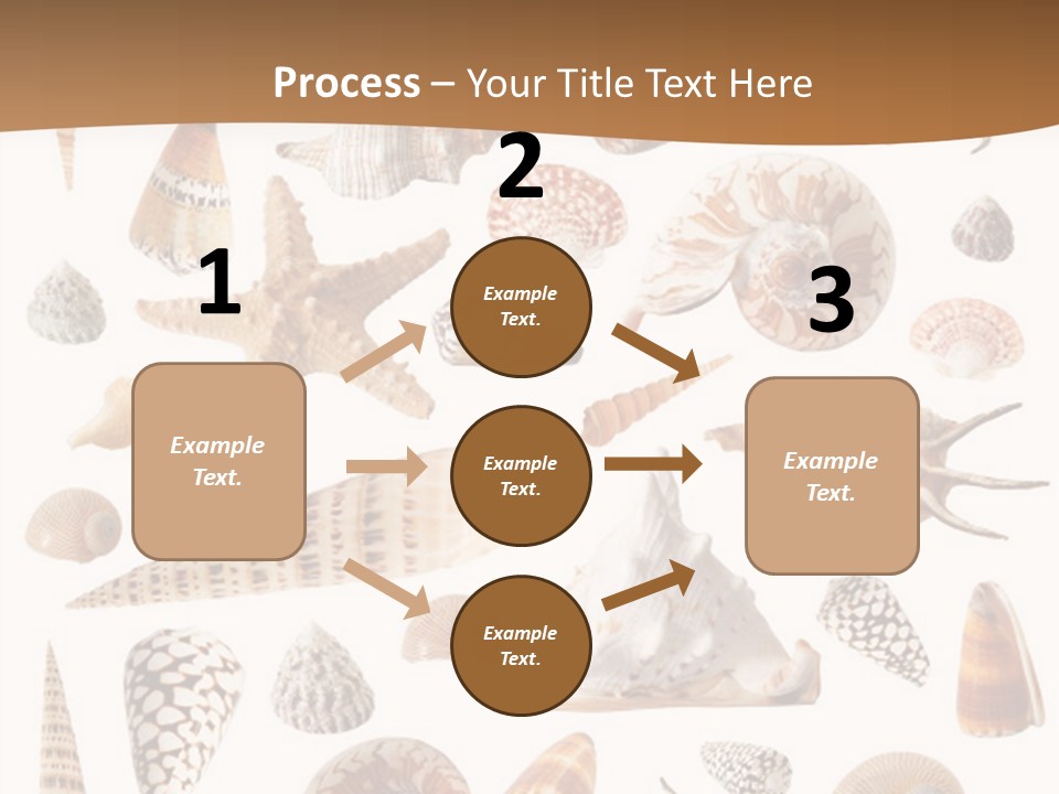An Image Of Seashells On White Background PowerPoint Template