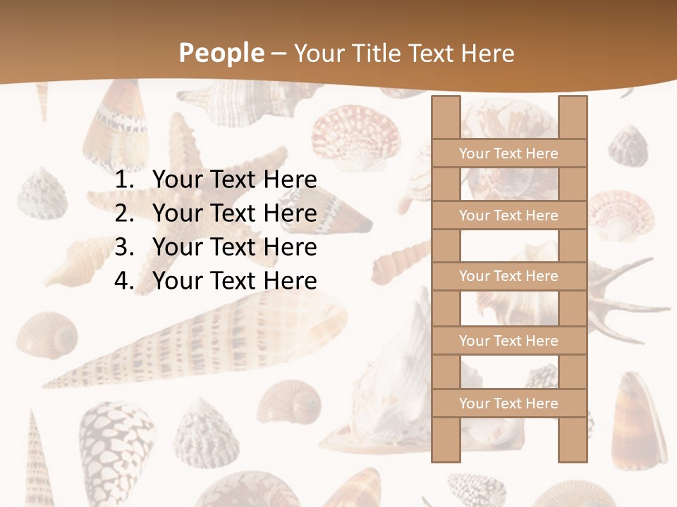 An Image Of Seashells On White Background PowerPoint Template