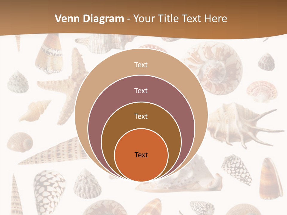 An Image Of Seashells On White Background PowerPoint Template