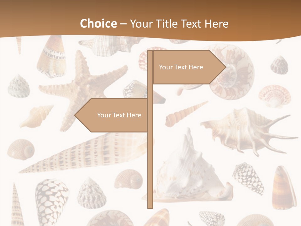 An Image Of Seashells On White Background PowerPoint Template