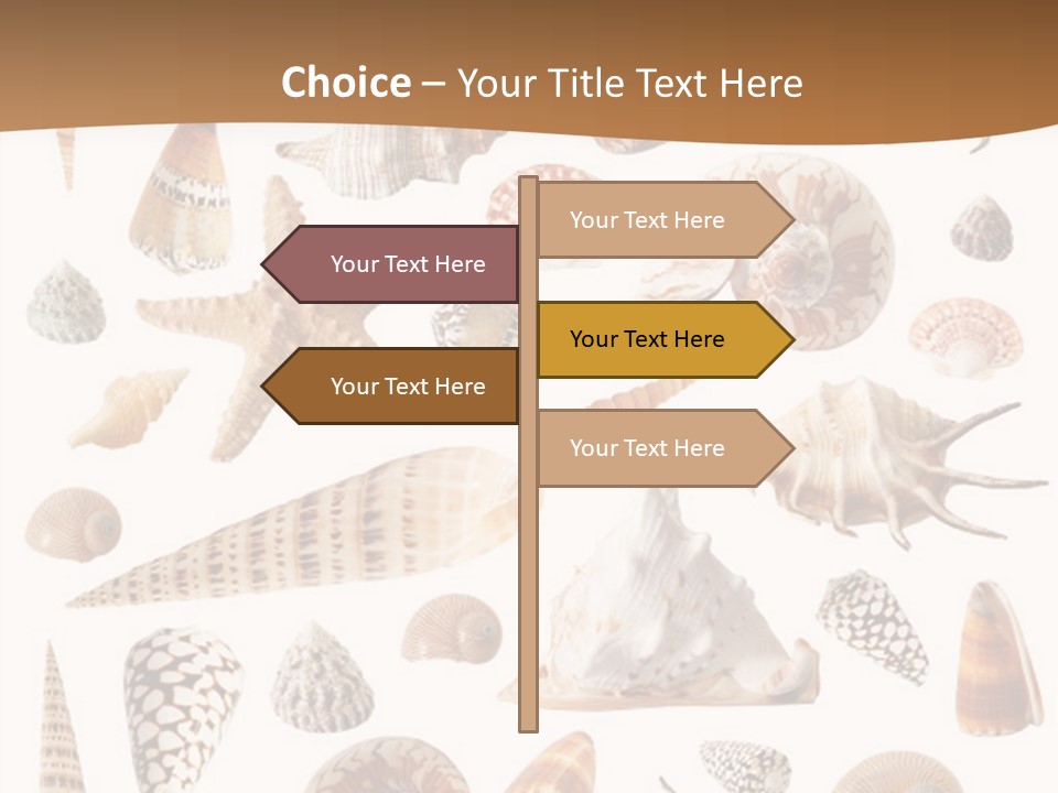 An Image Of Seashells On White Background PowerPoint Template