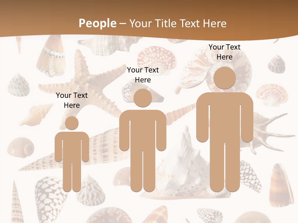 An Image Of Seashells On White Background PowerPoint Template