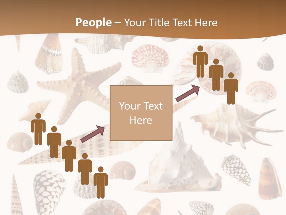 An Image Of Seashells On White Background PowerPoint Template