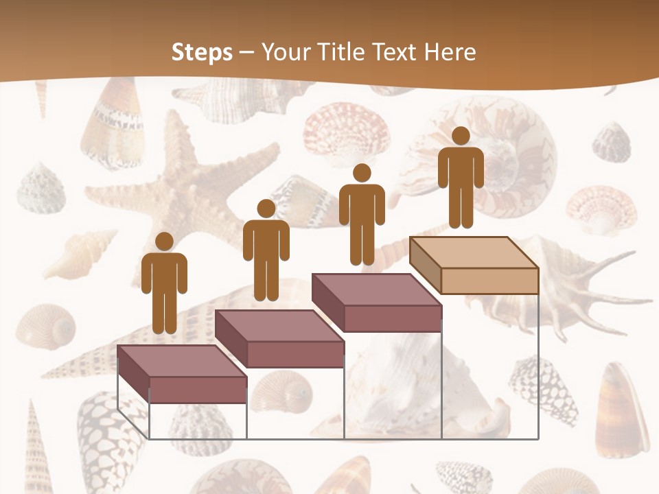 An Image Of Seashells On White Background PowerPoint Template