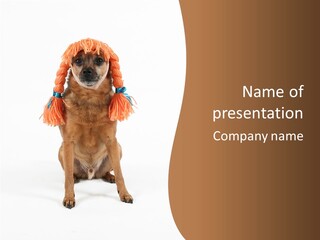 A Small Dog With A Wig On PowerPoint Template