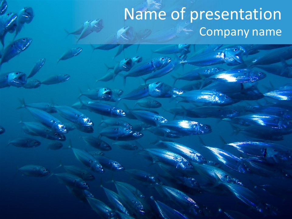 A School Of Striped Mackerel Feeding In The Red Sea, Egypt PowerPoint Template