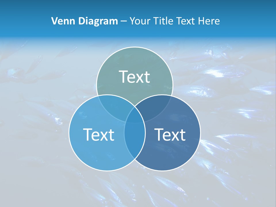 A School Of Striped Mackerel Feeding In The Red Sea, Egypt PowerPoint Template