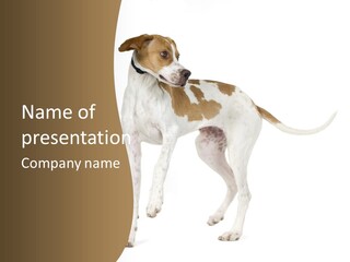 English Pointer (5 Months) In Front Of A White Background PowerPoint Template