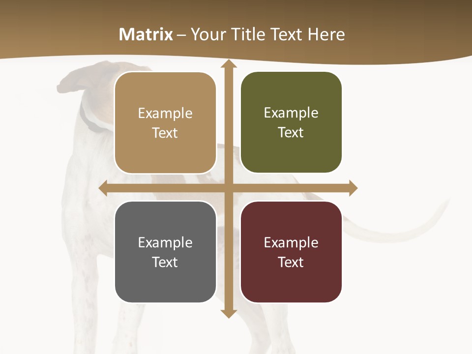 English Pointer (5 Months) In Front Of A White Background PowerPoint Template