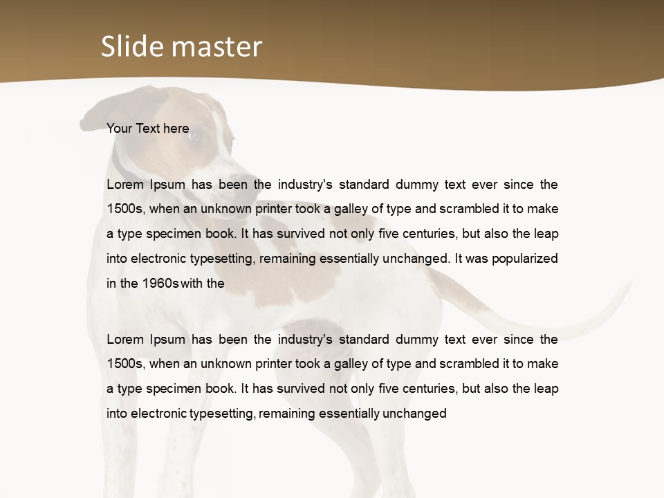 English Pointer (5 Months) In Front Of A White Background PowerPoint Template