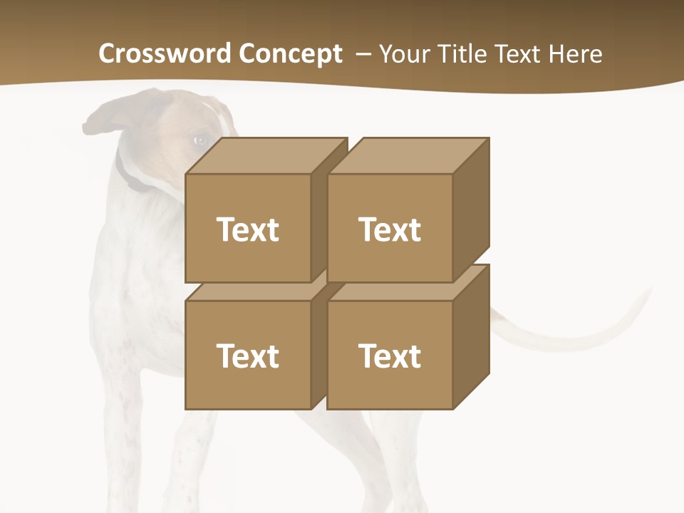 English Pointer (5 Months) In Front Of A White Background PowerPoint Template