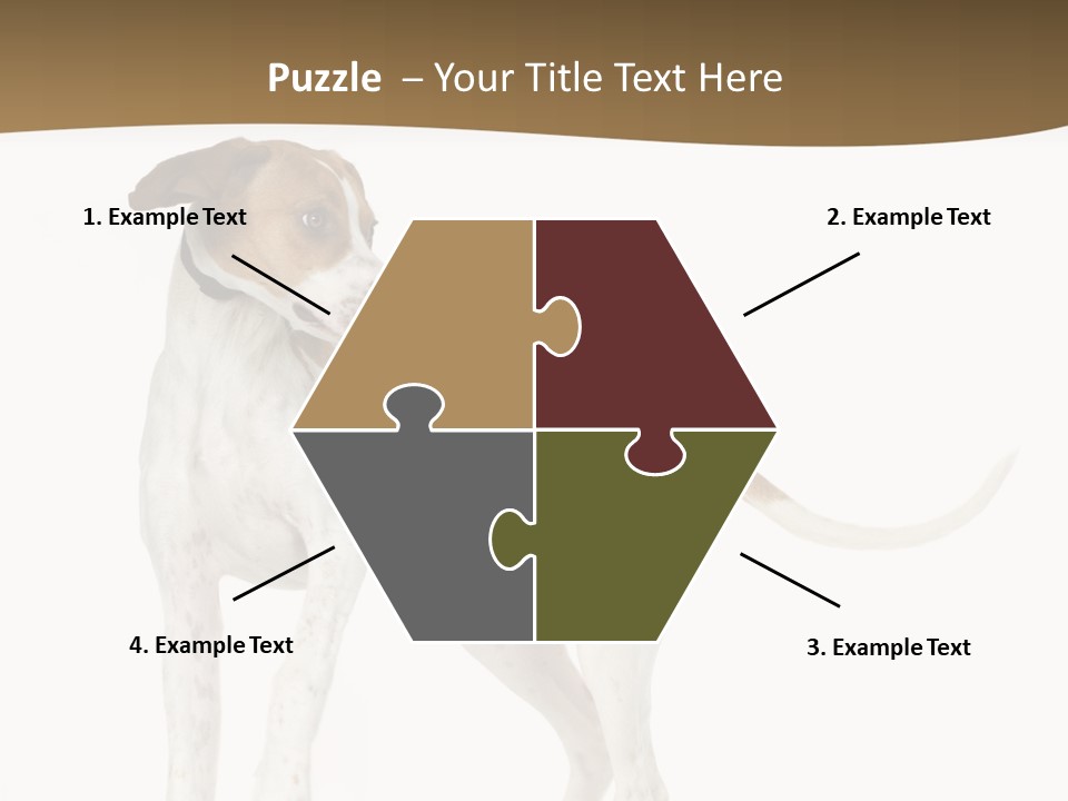 English Pointer (5 Months) In Front Of A White Background PowerPoint Template