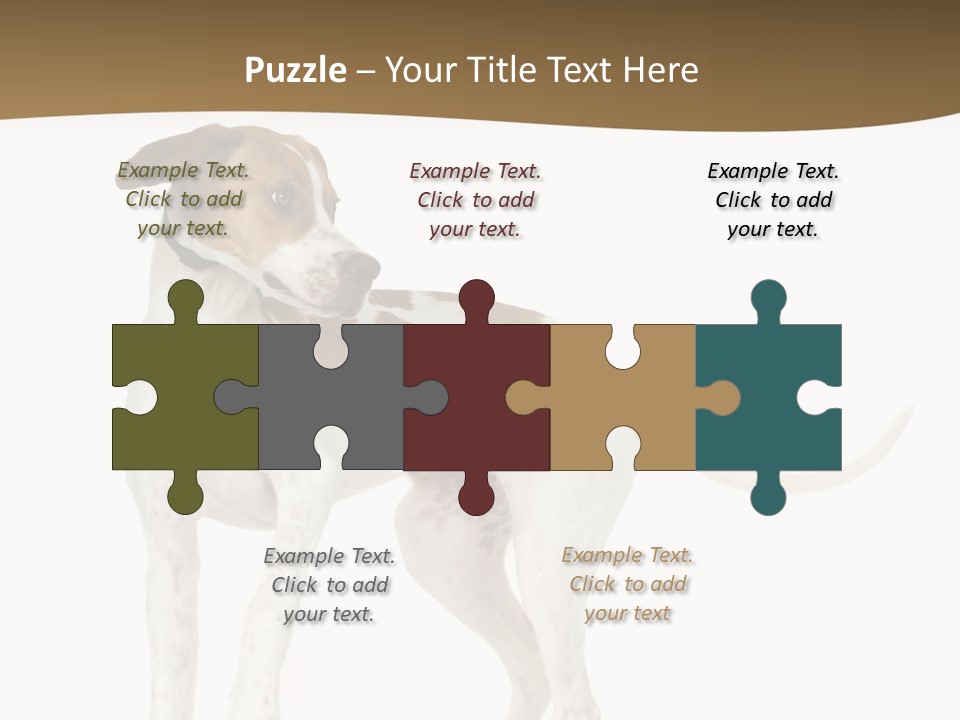 English Pointer (5 Months) In Front Of A White Background PowerPoint Template