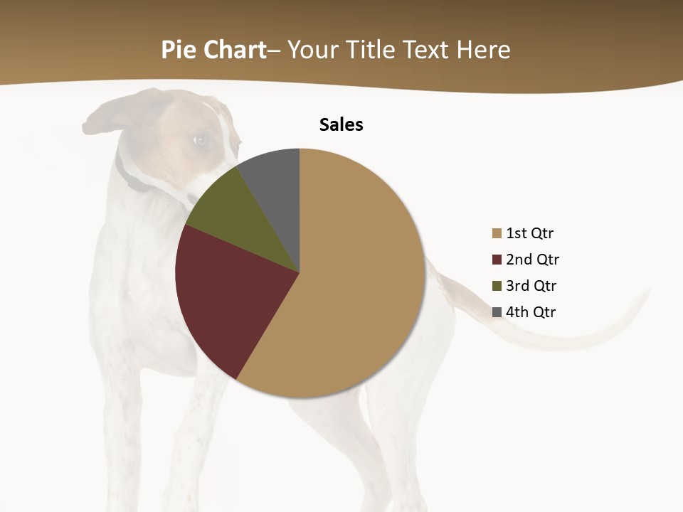 English Pointer (5 Months) In Front Of A White Background PowerPoint Template