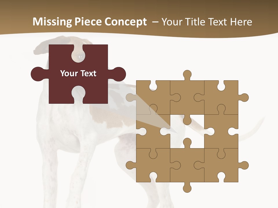 English Pointer (5 Months) In Front Of A White Background PowerPoint Template