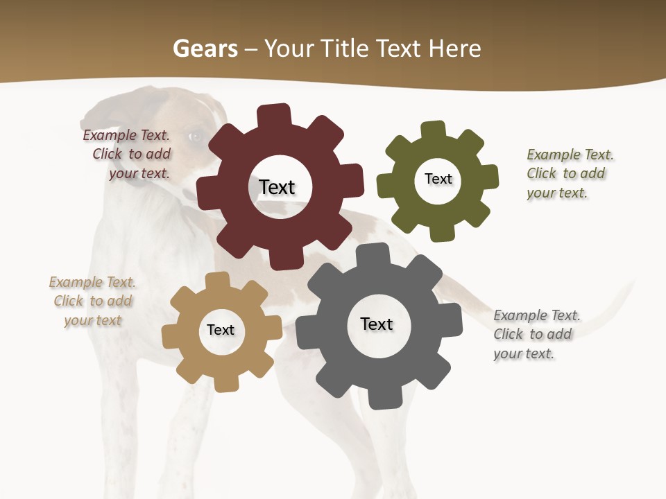 English Pointer (5 Months) In Front Of A White Background PowerPoint Template
