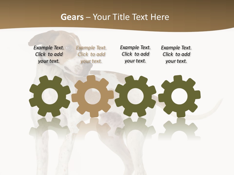 English Pointer (5 Months) In Front Of A White Background PowerPoint Template