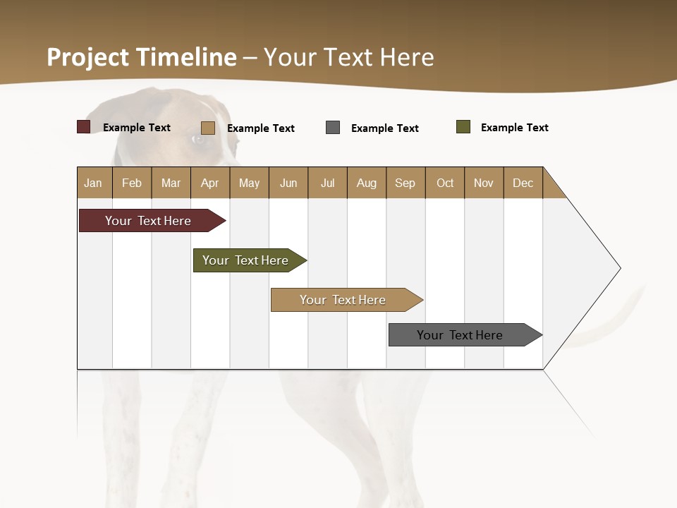 English Pointer (5 Months) In Front Of A White Background PowerPoint Template