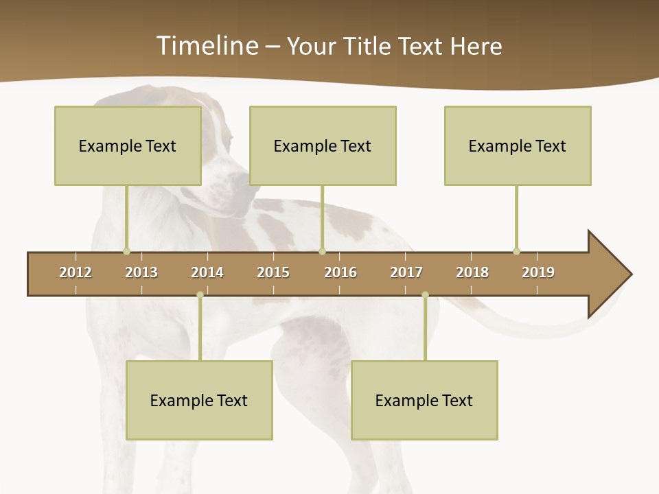 English Pointer (5 Months) In Front Of A White Background PowerPoint Template