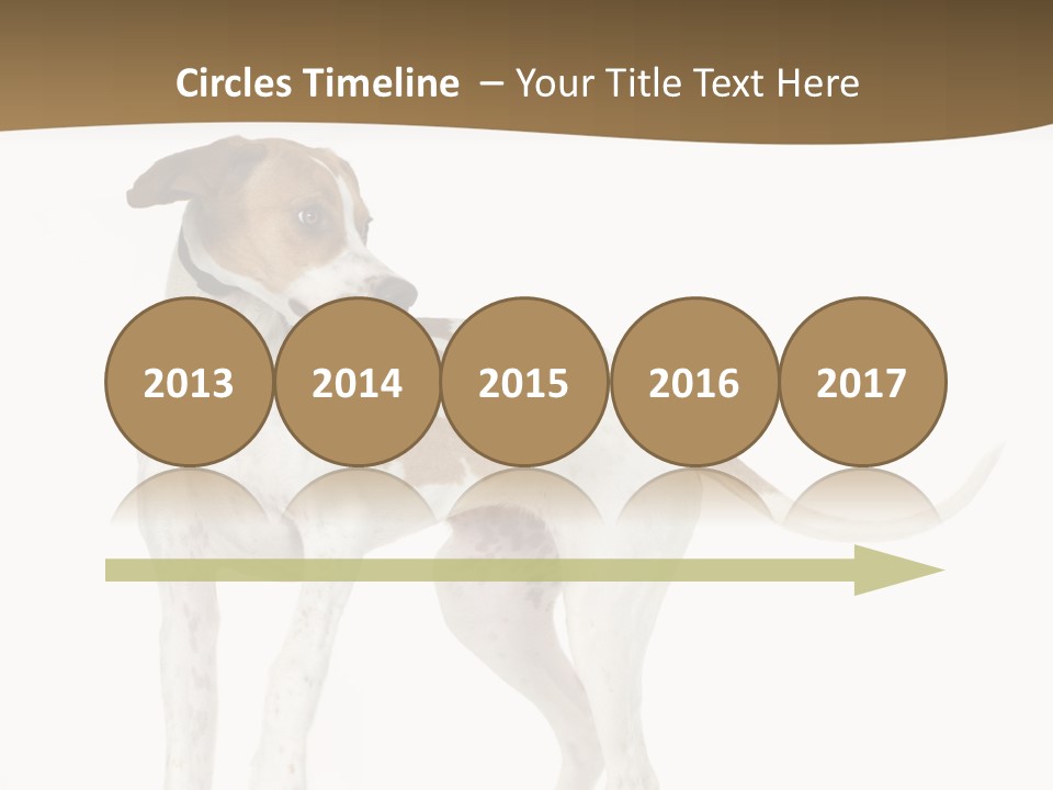 English Pointer (5 Months) In Front Of A White Background PowerPoint Template